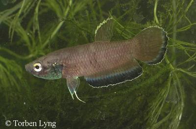 Betta simplex