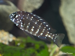 Tropheus duboisi unge