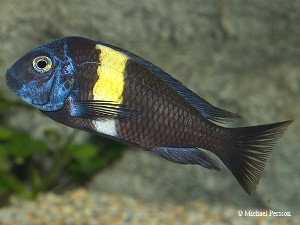 Tropheus duboisi Maswa