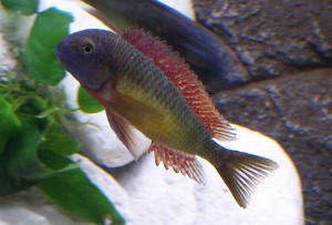 Tropheus Moori Kambwimba
