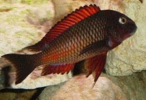 Tropheus Moori Moliro