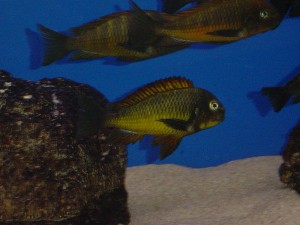 Tropheus Moori Golden Kazumba