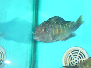 Tropheus Moori Golden Kalambo