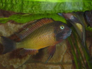 Tropheus Moori Ilangi