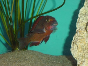 Tropheus Moori Chimba
