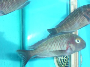 Tropheus Moori Chaitika