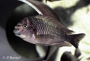 Tropheus moorii - Kapamba