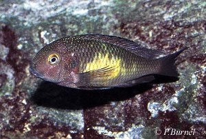 Tropheus moorii - Katoto
