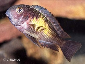 Tropheus moorii - Mpulungu