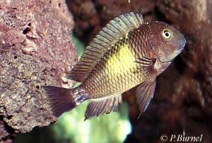 Tropheus moorii - Mutondwe