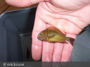 Tropheus Moorii Golden Chisanza