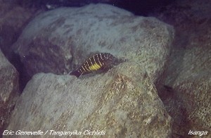 Tropheus moorii Isanga