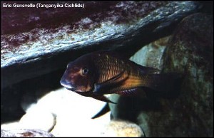 Tropheus moorii Kachese