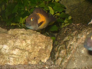 Tropheus moorii Kasakalawe