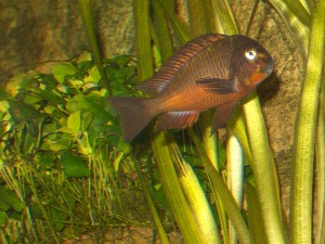Tropheus moorii red kachese