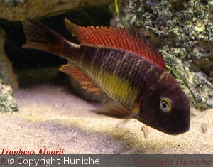 Tropheus Moorii Red Rainbow "Kantalambwa" .