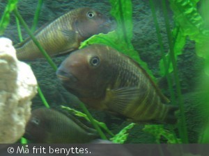 Tropheus moorii Samazi