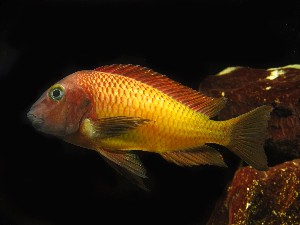 Tropheus moori Ilangi