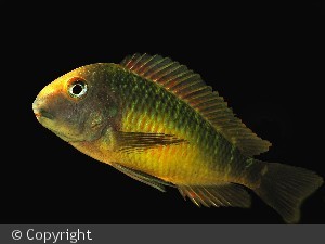 Tropheus moori Katoto