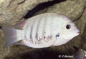 Etroplus suratensis