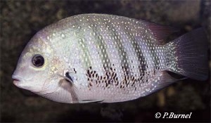 Etroplus suratensis 2