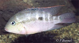 Amphilophus alfari