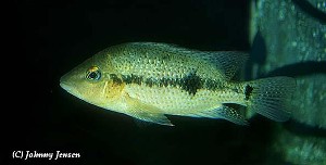 Amphilophus calobrensis