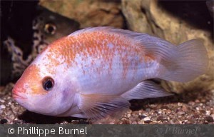 Amphilophus citrinellus