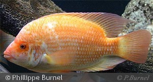 Amphilophus citrinellus