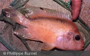 Amphilophus citrinellus