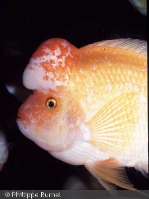 Amphilophus citrinellus