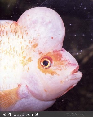 Amphilophus citrinellus