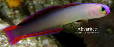 Nemateleotris decora