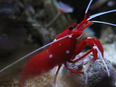 Lysmata debelius
