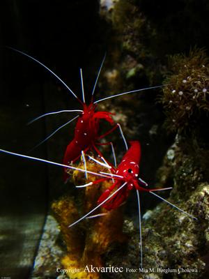 Lysmata debelius