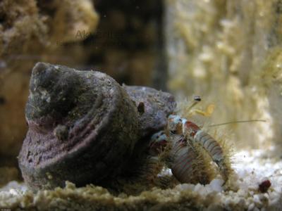 Aniculus maximus