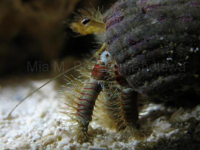 Aniculus maximus