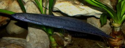 Protopterus annectens