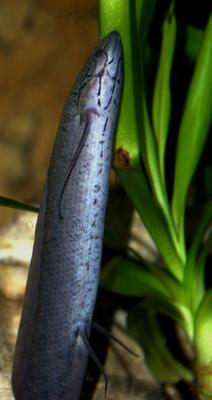 Protopterus annectens