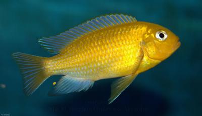 Metriaclima Barlowi Chidunga Rocks