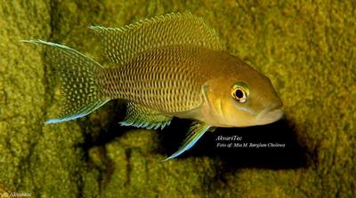 Neolamprologus Marunguensis