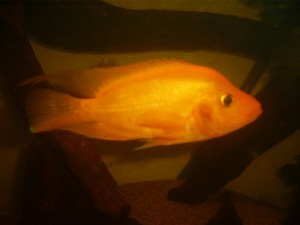 A. citrinellus han