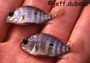 Amphilophus macracanthus