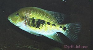Amphilophus nourissati
