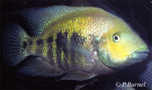 Amphilophus nourissati
