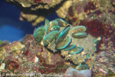 Perna viridis