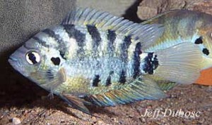 Archocentrus centrarchus hun