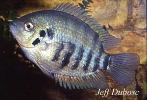 Archocentrus centrarchus han