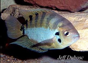 Archocentrus centrarchus han