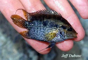 Archocentrus spinosissimus Lac Izabal